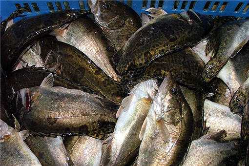 2020年鳜鱼多少钱一斤（2020年鳜鱼多少钱一斤价格）