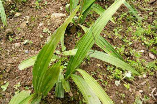 2020年白芨种植前景如何