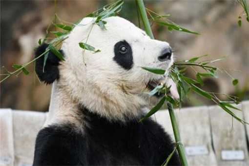 旅美大熊猫回国是怎么回事 旅美大熊猫回国了吗