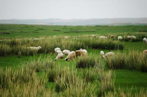 想养羊的话怎样审批养殖场（想养羊的话怎样审批养殖场资质）