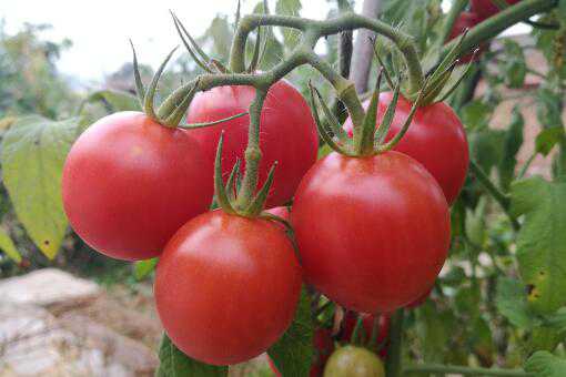 番茄从播种到结果需要多久（番茄从播种到成熟需要多少时间）