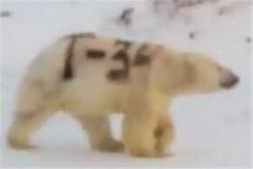 北极熊身上被涂字是怎么回事（北极熊身上被涂字是怎么回事啊）