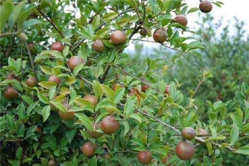 2020年茶油树种植前景怎么养 种植茶油树前景如何