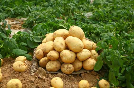 现在土豆价格大概多少钱一斤？种植时间是几月份？