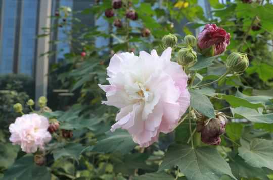 芙蓉的别名叫什么 芙蓉的别名叫什么