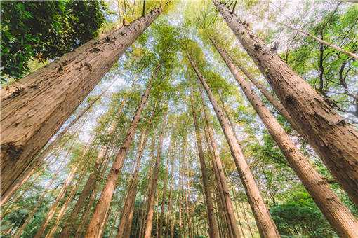 2020年大面积种植什么树效益高 2020年大面积种植什么树效益高呢