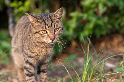 2019年中国狸花猫多少钱一只 中国狸花猫价格多少钱一只