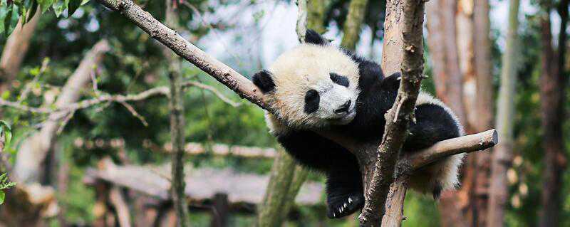 大熊猫和小熊猫的区别在哪儿（大熊猫和小熊猫的区别在哪里?）