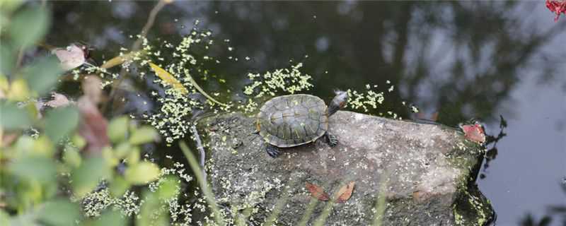 草龟和石龟的区别 草龟与石龟的区别