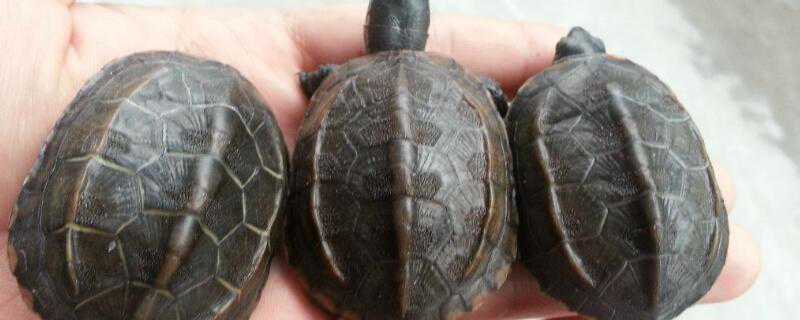 石龟和中华草龟的区别