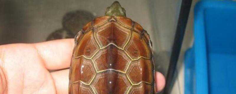 黑颈龟草龟的区别（黑颈龟草龟的区别在哪）