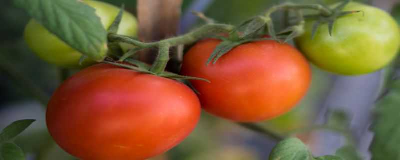 小番茄籽怎么种小盆栽 小番茄籽怎么种小盆栽视频