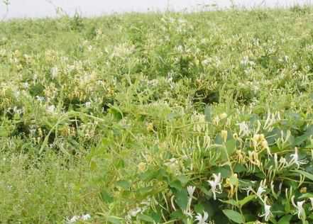 湘蕾树型金银花苗价格