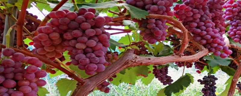 红高峰葡萄品种介绍 红高峰葡萄品种介绍图片