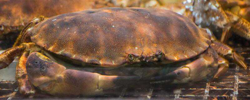 黄道蟹和面包蟹的区别 黄道蟹和面包蟹哪个贵