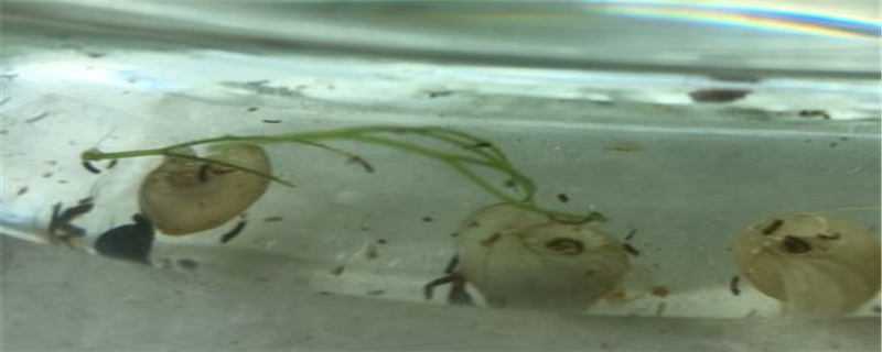 苹果螺怎么繁殖（苹果螺怎么繁殖不用换水）