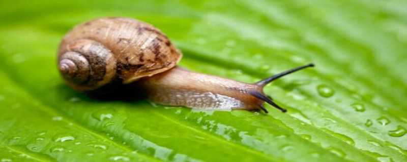 蜗牛用什么农药 蜗牛用什么农药可以杀死