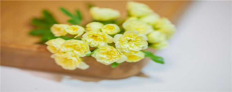 美丽的木香花