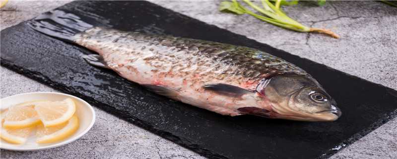 鲫鱼是淡水鱼还是海鱼 鲫鱼是淡水鱼还是海鱼,鲫鱼长什么样子?