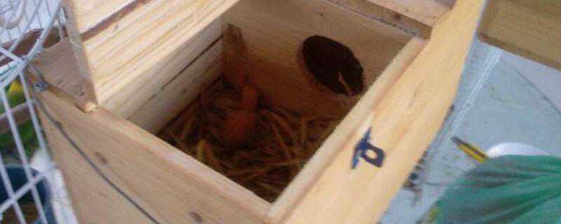 繁殖箱怎么挂 繁殖箱怎么挂在笼子上