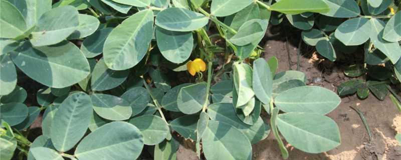 花生用什么农药 花生用什么农药杀虫