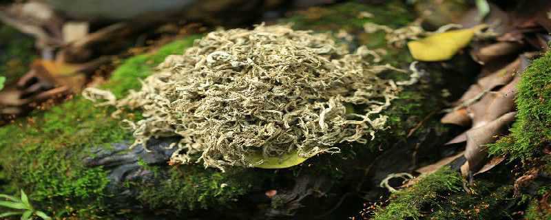 艾草与蒿草的区别（艾草与蒿草的区别视频）