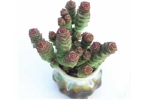 钱串子