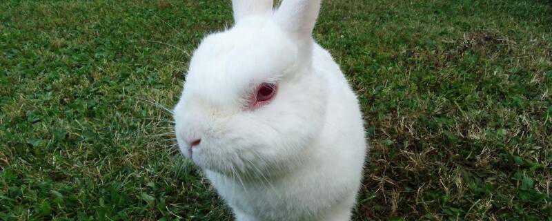 小白兔喜欢吃什么 小白兔喜欢吃什么东西
