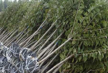 大连樱桃树苗价格