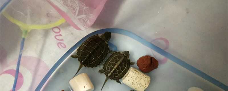 草龟与臭龟的区别（草龟与臭龟的区别在哪）