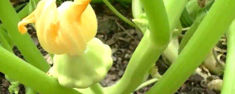莲花果可以生吃吗