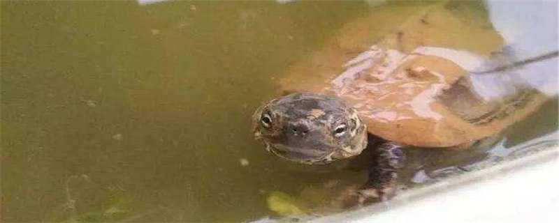 泥水养龟用什么土？