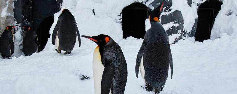 企鹅是怎么过冬的