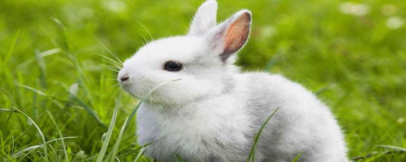 兔子怎么过冬的 冬天野兔子怎么过冬的