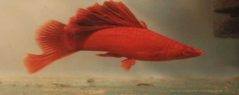 高鳍红箭怎么搭配繁殖 高鳍红箭怎样培育公鱼