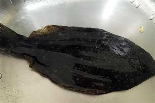 举世闻名的“皇帝鱼”价格一般多少钱一斤？