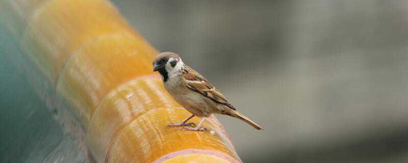 麻雀怎么过冬的（麻雀怎么过冬的方法）