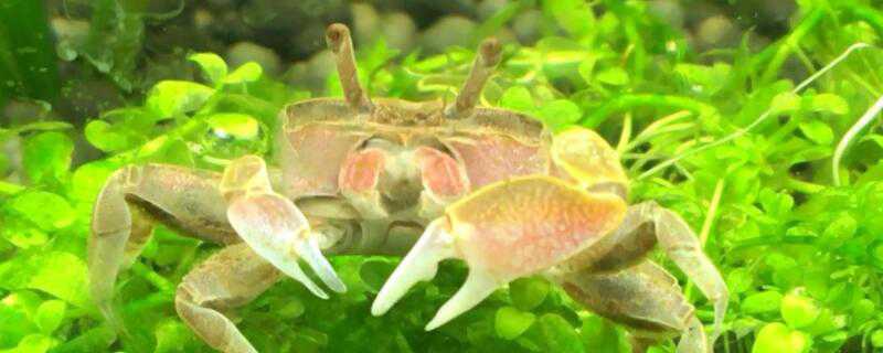 小螃蟹怎么养活 刚出生的小螃蟹怎么养活