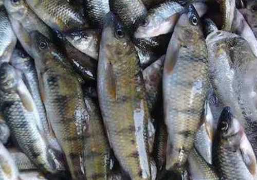 淡水石斑鱼多少钱一斤（淡水石斑鱼多少钱一斤2020）