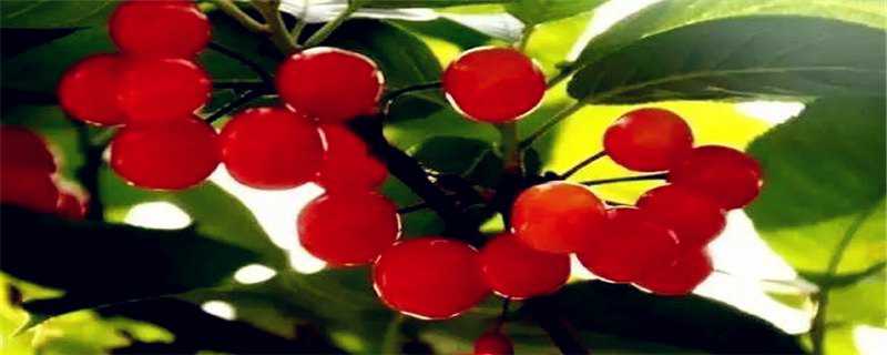 玛瑙红樱桃栽培技术（玛瑙红樱桃栽培技术视频）