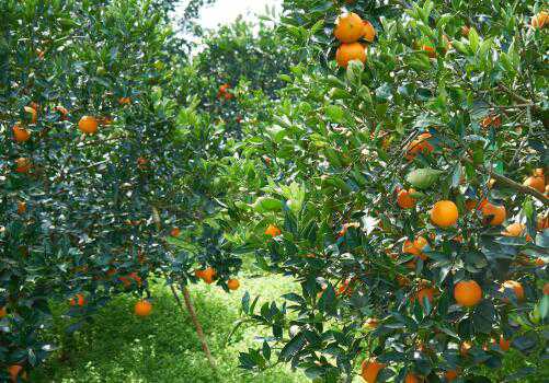橙子树可以和什么树嫁接 橙子树用什么嫁接
