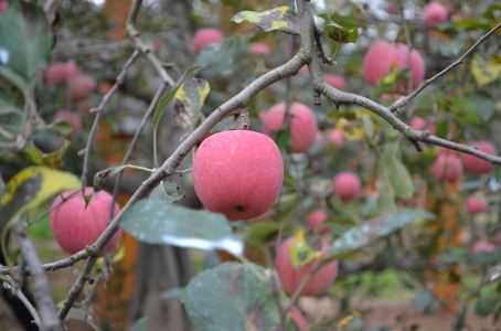 夏季苹果病虫害防治方法有哪些（夏季苹果病虫害防治方法有哪些图片）