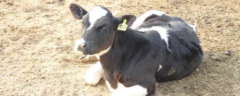 繁殖母牛的养殖技术 繁殖母牛的养殖技术书籍