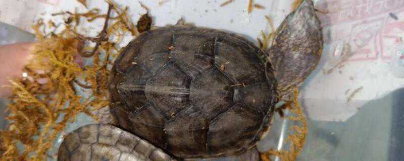 草龟怎么养成墨龟 草龟怎么养成墨龟几率大