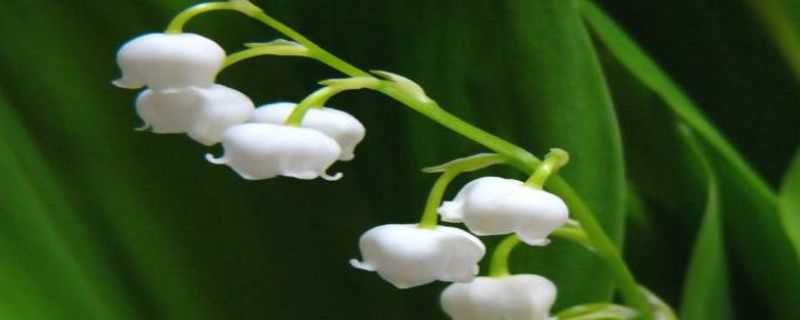 铃兰花根怎么种（铃兰花根怎么种植方法图解）