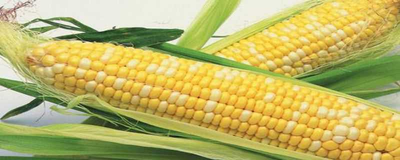 转基因玉米品种有哪些（转基因玉米品种有哪些?）
