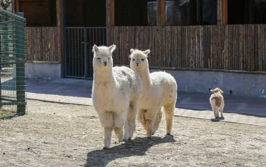 羊驼养殖的方向和养殖技术要点介绍