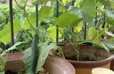 盆栽黄瓜的种植方法是什么（黄瓜种的种植方法）