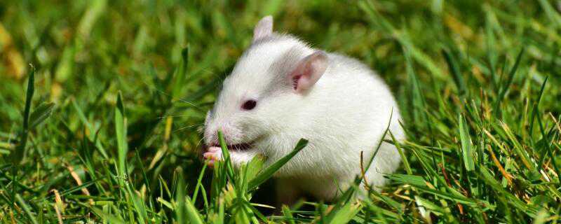 小白鼠怎么养 实验小白鼠怎么养