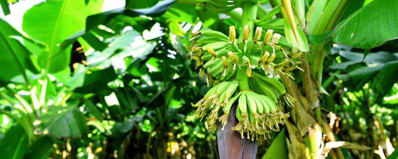 香蕉怎么种盆栽（盆栽香蕉树怎么种植）